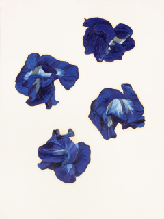 SOUS LES ÉTOILES 4461